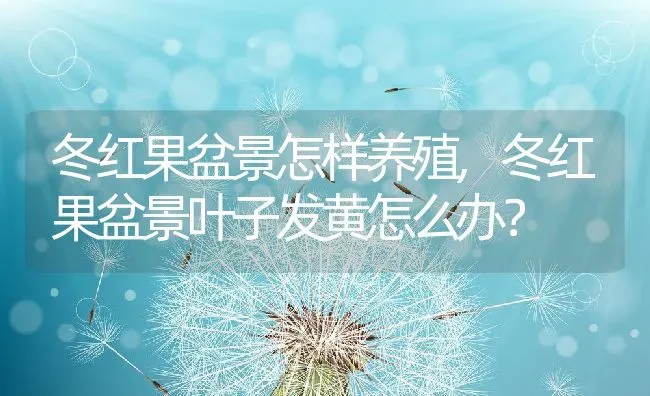 冬红果盆景怎样养殖,冬红果盆景叶子发黄怎么办？ | 养殖科普