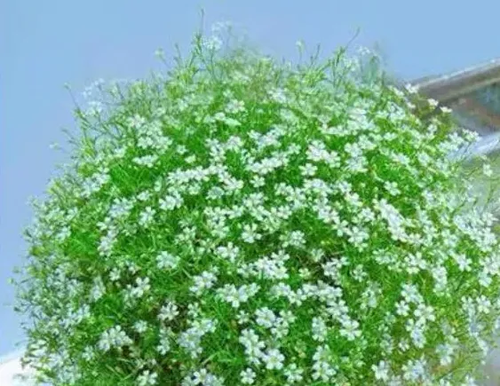 满天星花种子怎么种植方法,白色满天星种子种植方法全过程？