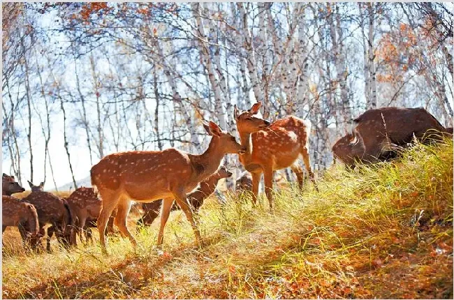 梅花鹿养殖投药的四种方法 | 妙招大全