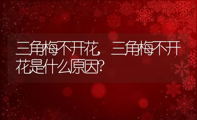 三角梅不开花,三角梅不开花是什么原因? | 养殖资料