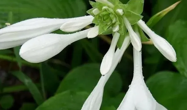 玉簪花叶子边干枯 | 常识大全