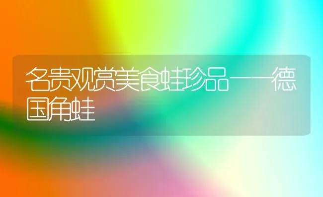 名贵观赏美食蛙珍品——德国角蛙 | 养殖技术大全