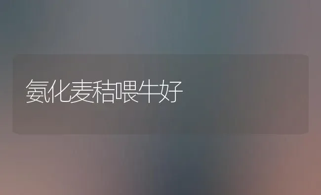 氨化麦秸喂牛好 | 养殖知识