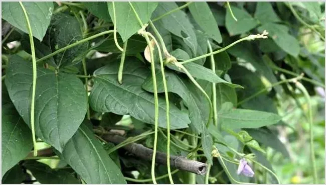 豆角种植有前景吗？豆角怎么种植 | 实用知识