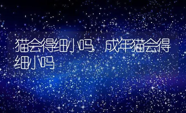 猫会得细小吗,成年猫会得细小吗 | 养殖资料