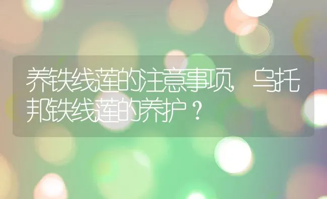 养铁线莲的注意事项,乌托邦铁线莲的养护？ | 养殖科普