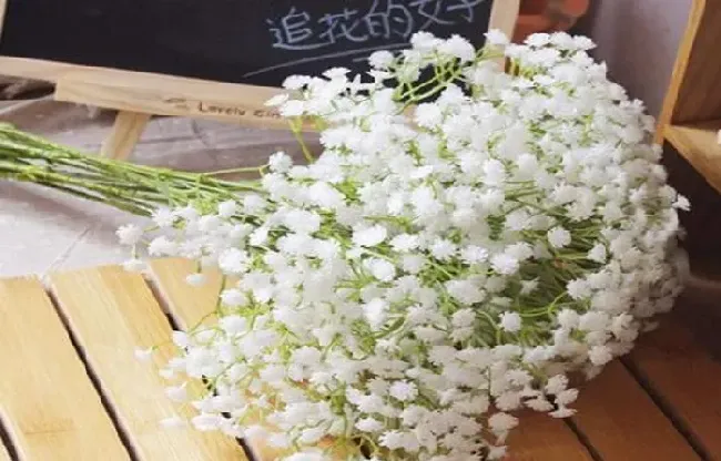 满天星花种子怎么种植方法,白色满天星种子种植方法全过程？
