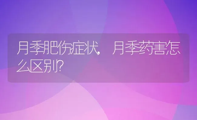 月季肥伤症状,月季药害怎么区别？ | 养殖科普