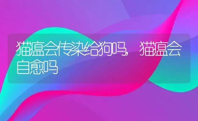 猫瘟会传染给狗吗,猫瘟会自愈吗 | 养殖资料