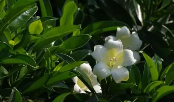 非洲茉莉叶子一碰就掉 | 生活常识