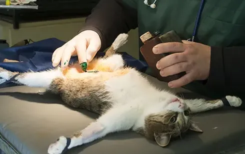 母猫绝育手术多少钱,母猫绝育需要多少费用？