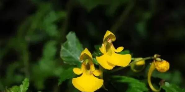 凤仙花的花包括哪些部分 | 生活常识