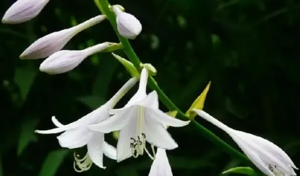 玉簪花叶子边干枯 | 常识大全