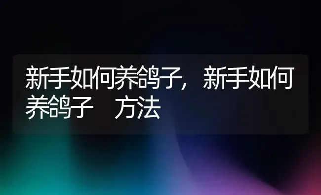 新手如何养鸽子,新手如何养鸽子 方法 | 养殖科普