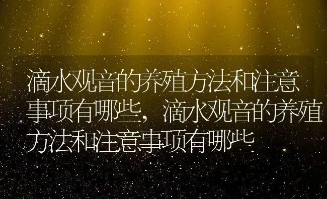 滴水观音的养殖方法和注意事项有哪些,滴水观音的养殖方法和注意事项有哪些 | 养殖学堂