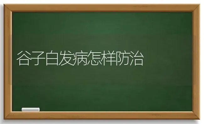 谷子白发病怎样防治 | 养殖技术大全