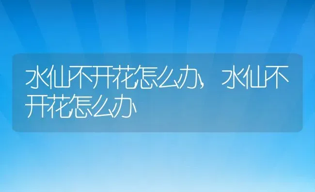 水仙不开花怎么办,水仙不开花怎么办 | 养殖科普