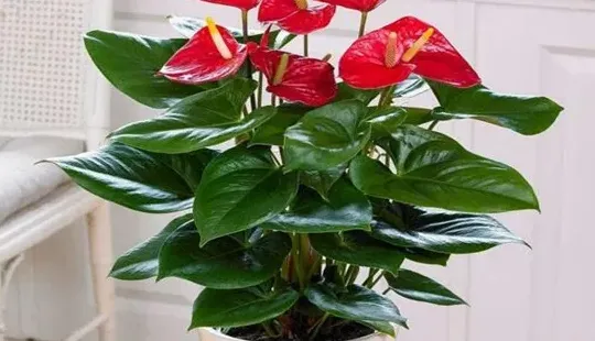 红掌放哪里最旺财,客厅最旺三种颜色花卉？