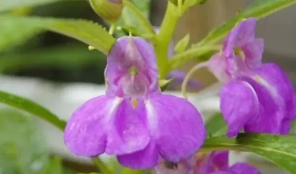 凤仙花是多年生植物吗 | 生活常识