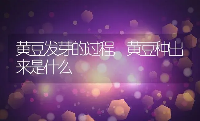 黄豆发芽的过程,黄豆种出来是什么 | 养殖学堂