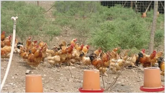 肉鸡养殖的优势 | 生活常识