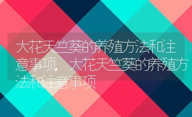 大花天竺葵的养殖方法和注意事项,大花天竺葵的养殖方法和注意事项 | 养殖科普