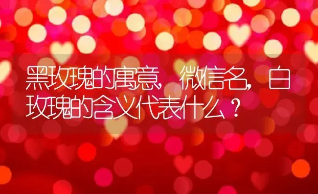 黑玫瑰的寓意,微信名，白玫瑰的含义代表什么？ | 养殖科普