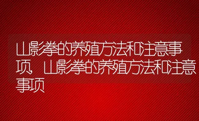 山影拳的养殖方法和注意事项,山影拳的养殖方法和注意事项 | 养殖科普