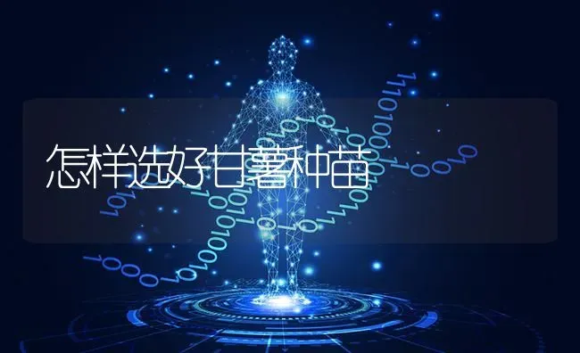 怎样选好甘薯种苗 | 养殖技术大全