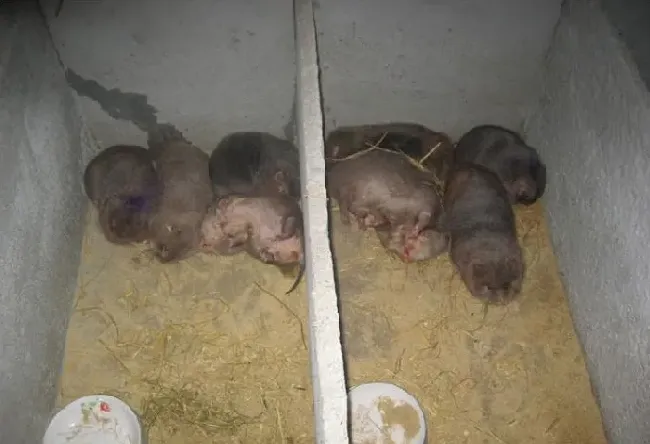 30对、50对、100对竹鼠种苗价格多少钱？ | 实用知识