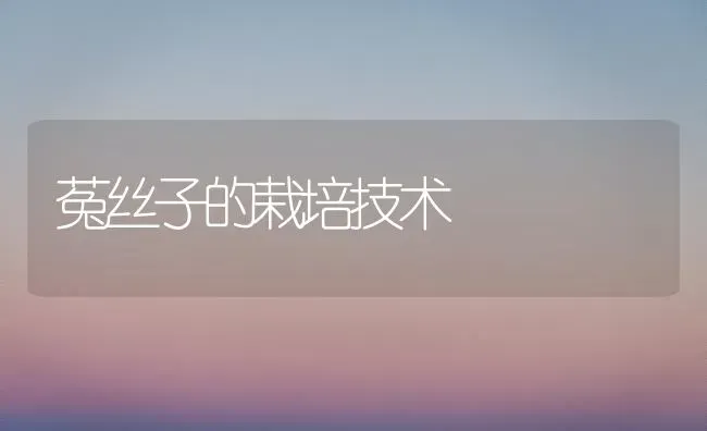 菟丝子的栽培技术 | 养殖技术大全