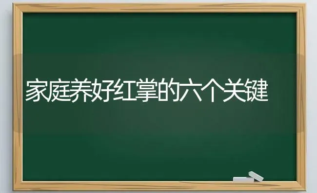 家庭养好红掌的六个关键 | 养殖知识