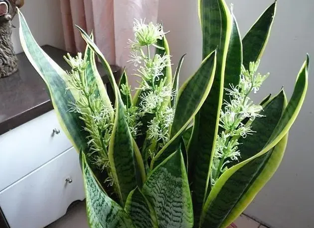 怎么养虎皮兰,虎皮兰的生活习性及养护要点？