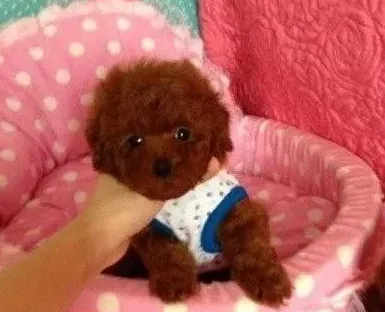 正确的养泰迪狗方法,泰迪小狗怎么养啊？（刚刚买个2个月的）急～？