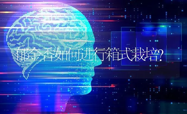 郁金香如何进行箱式栽培? | 养殖知识