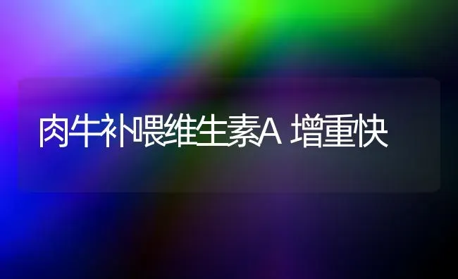 肉牛补喂维生素A增重快 | 养殖技术大全