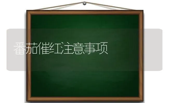 番茄催红注意事项 | 养殖技术大全