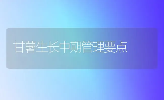 甘薯生长中期管理要点 | 养殖知识