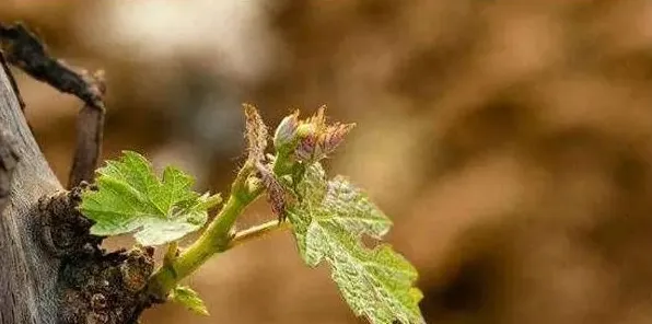 春天葡萄萌芽前后管理细节要点 | 实用知识