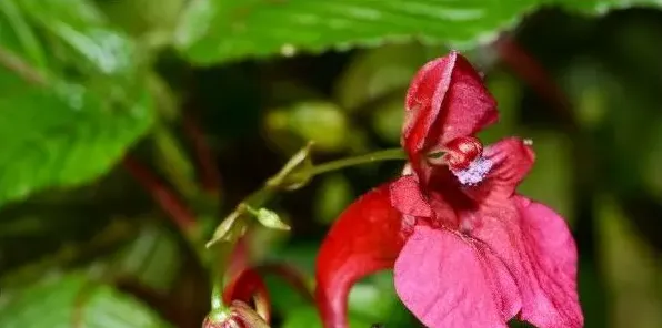 凤仙花的花包括哪些部分 | 生活常识