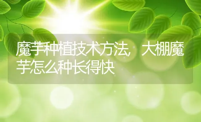 魔芋种植技术方法,大棚魔芋怎么种长得快 | 养殖学堂