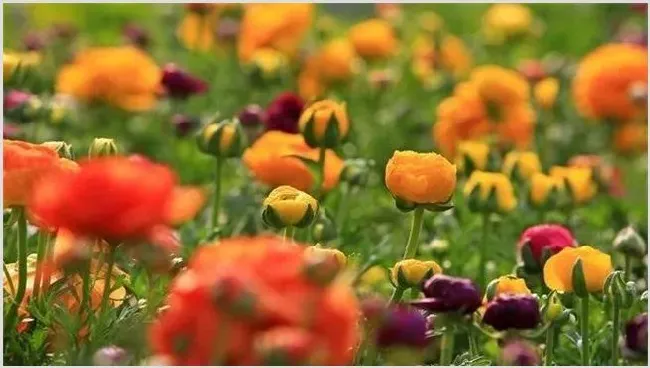 花毛莨种植的注意事项及技术要领 | 生活常识