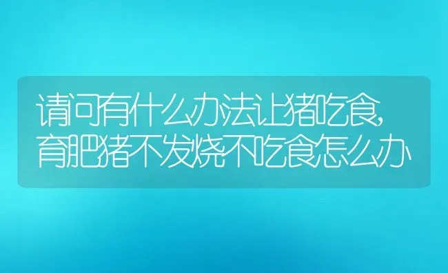 请问有什么办法让猪吃食,育肥猪不发烧不吃食怎么办 | 养殖学堂