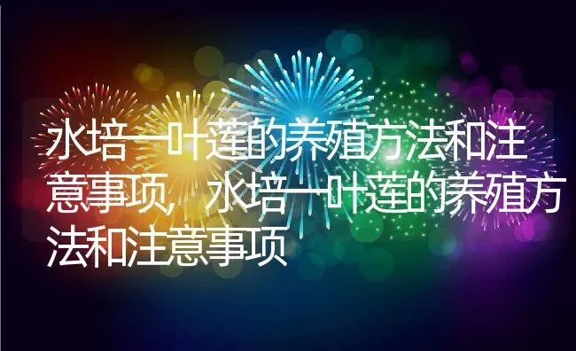 水培一叶莲的养殖方法和注意事项,水培一叶莲的养殖方法和注意事项 | 养殖科普