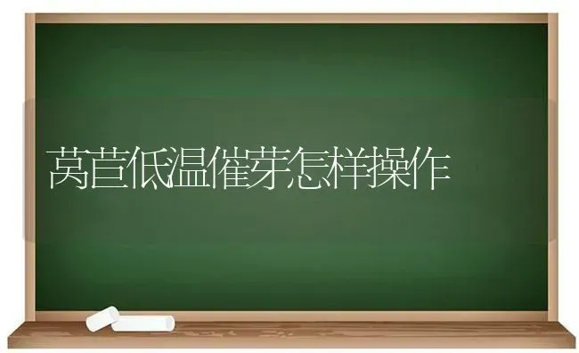 莴苣低温催芽怎样操作 | 养殖知识