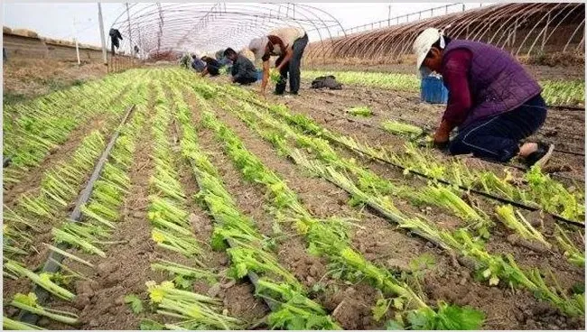 芹菜定植后的管理技术 | 生活常识