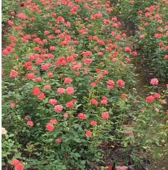 怎么养月季花盆栽,盆栽月季花怎么养？