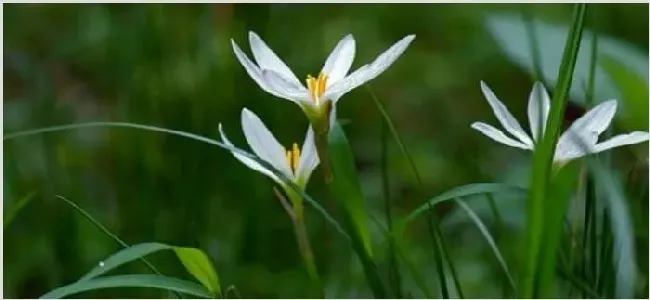 葱莲和韭莲的区别 | 生活常识