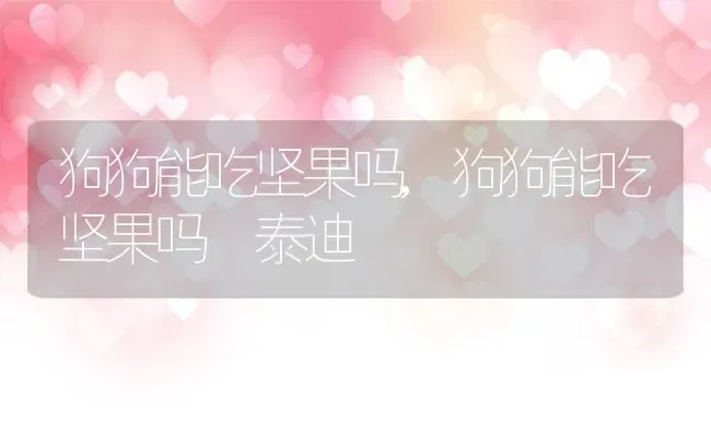 狗狗能吃坚果吗,狗狗能吃坚果吗 泰迪 | 养殖科普