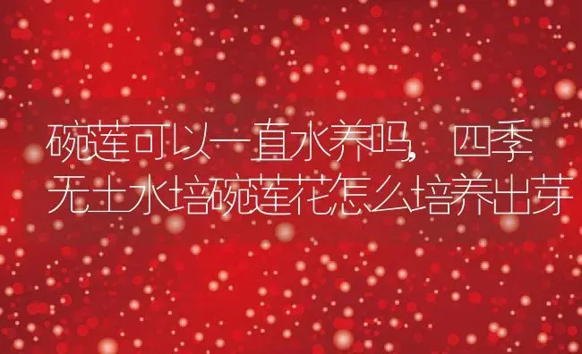 碗莲可以一直水养吗,四季无土水培碗莲花怎么培养出芽 | 养殖学堂